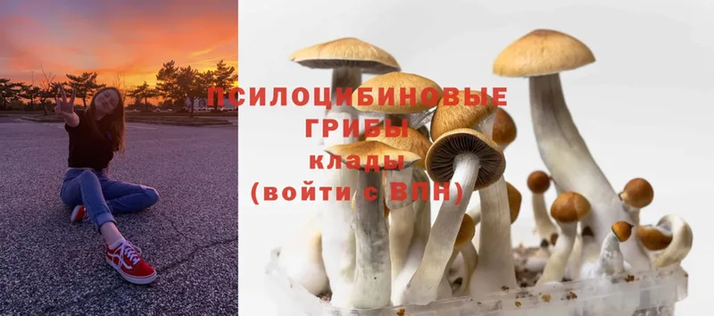 Псилоцибиновые грибы Psilocybine cubensis  Алзамай 